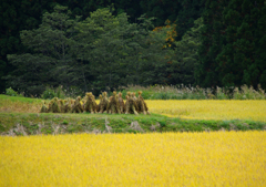 野を行く者達