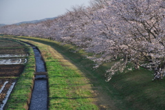 やわらかき散歩道