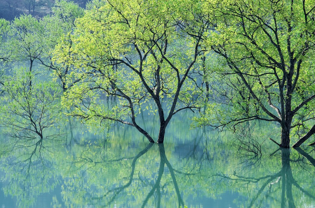 魔性の森