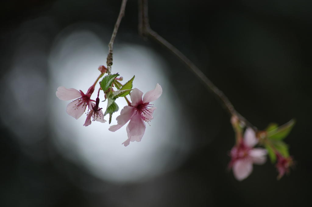花あかり