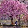 春づくし