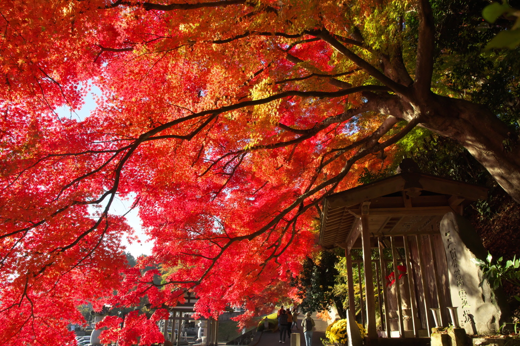 紅の天蓋