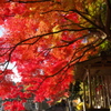 紅の天蓋