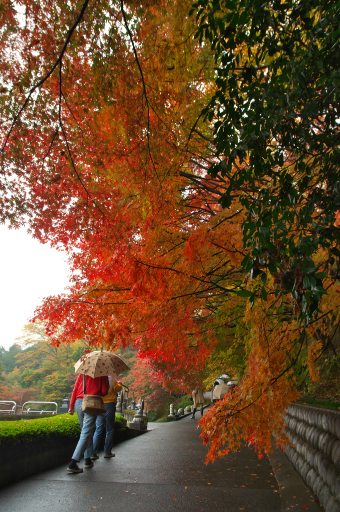 雨の永源寺参道