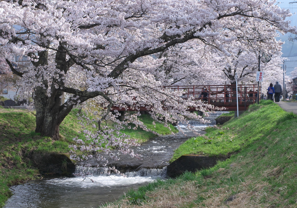 それぞれの春