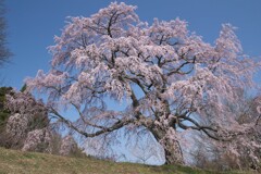 五斗蒔田桜