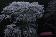 淡雪のように