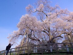 花をめぐる