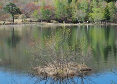 遅春の沼