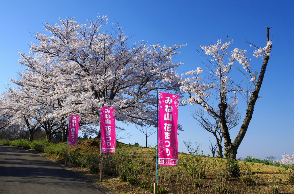 花の出迎え
