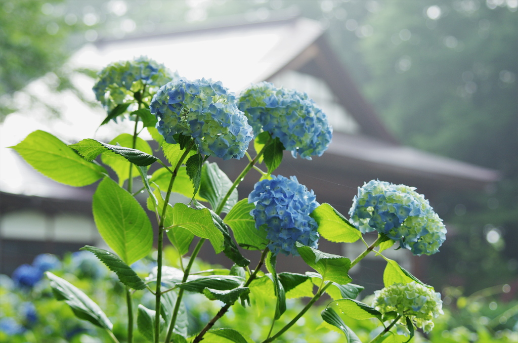 梅雨の想い