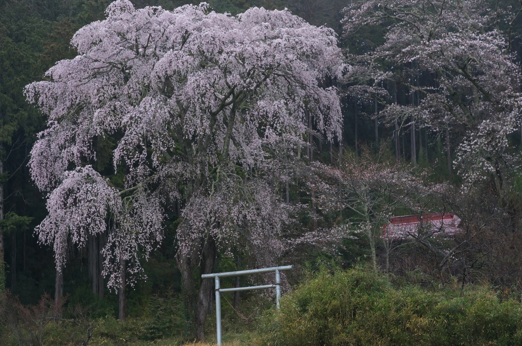 春はここから