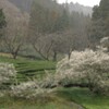 催花雨の里