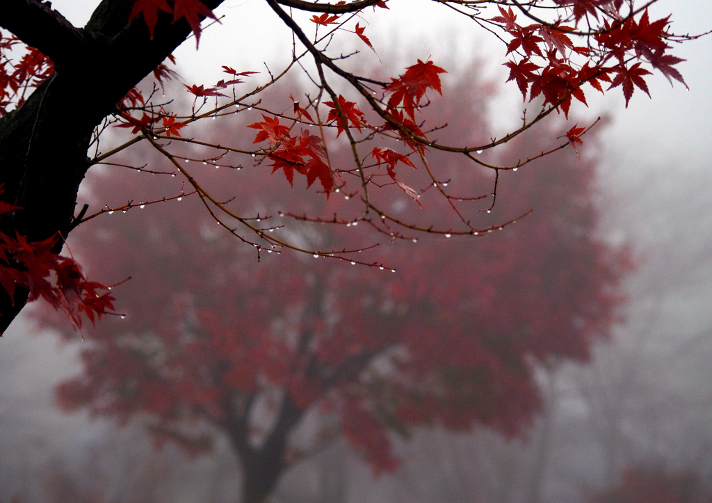 紅の挽歌