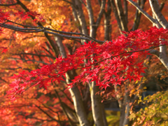 紅の彩どり