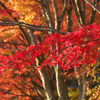 紅の彩どり