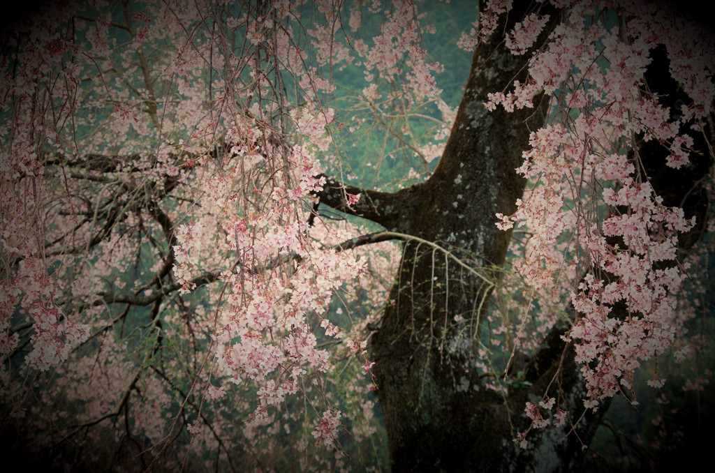 名残花