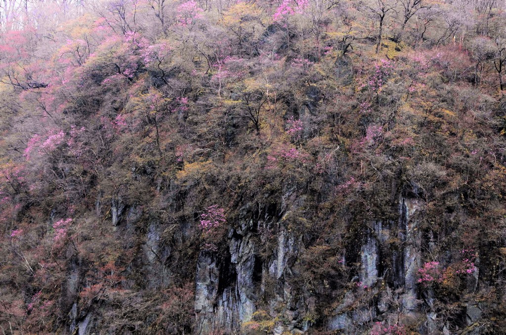 屏風岩の華