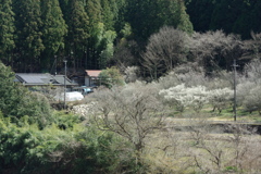 春の日差しに誘われて