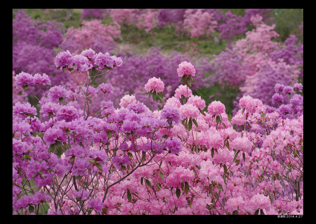 花は華