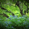変わり花