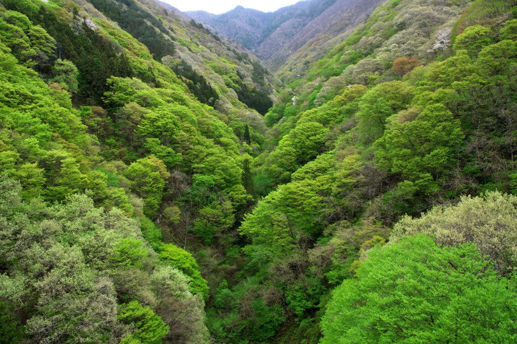 駆け上る春