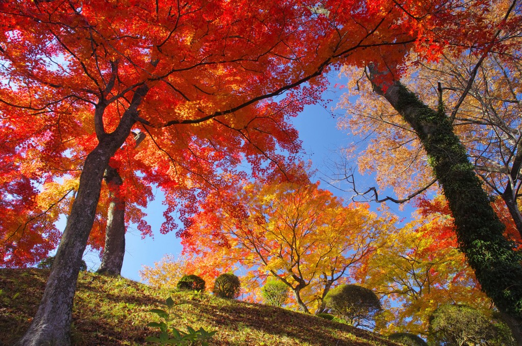 亀ケ城：喝采