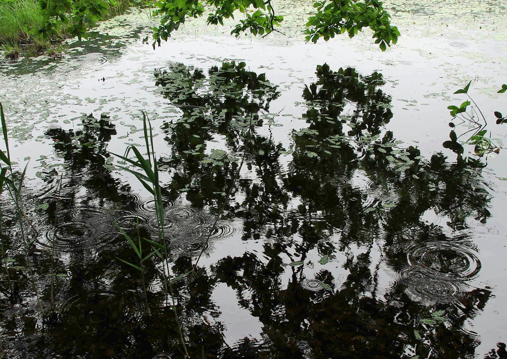梅雨のリズム