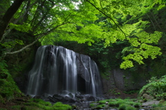 涼やかな森