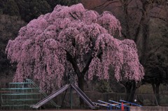 校庭の守神：弐