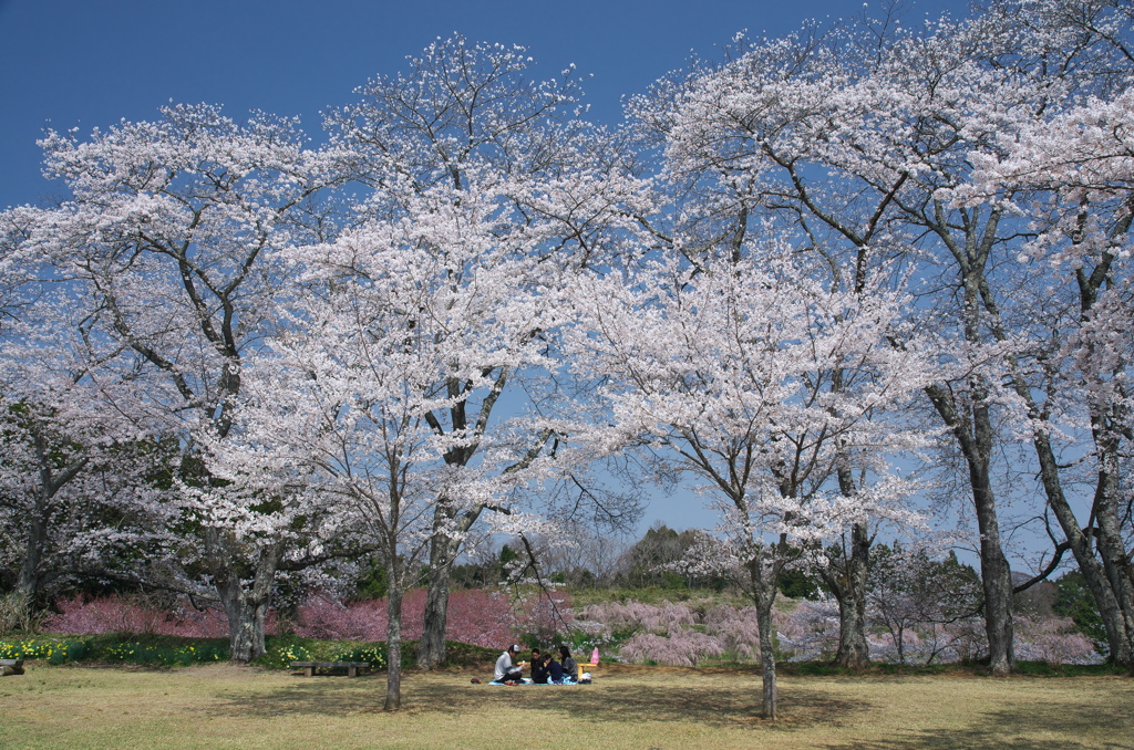 花の家族