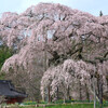 花のうたげ