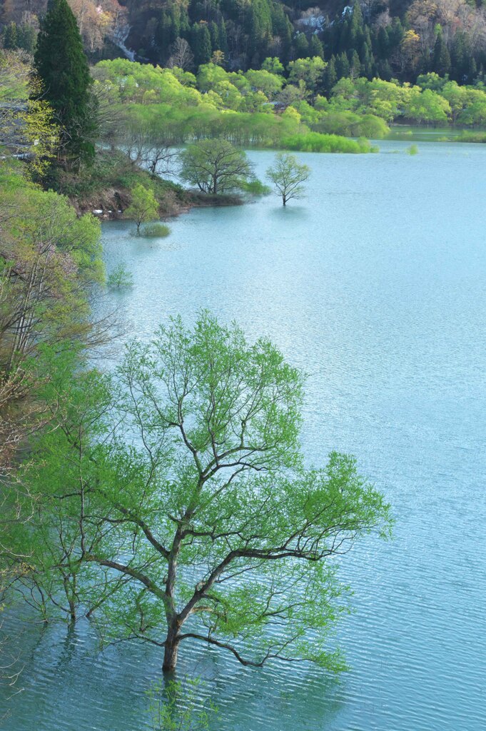 薫風の白川湖