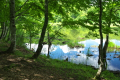 夏の光り