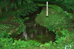 ビャッコイ自生地 ビャッコイ 福島県 白河市 表郷 絶末危惧種