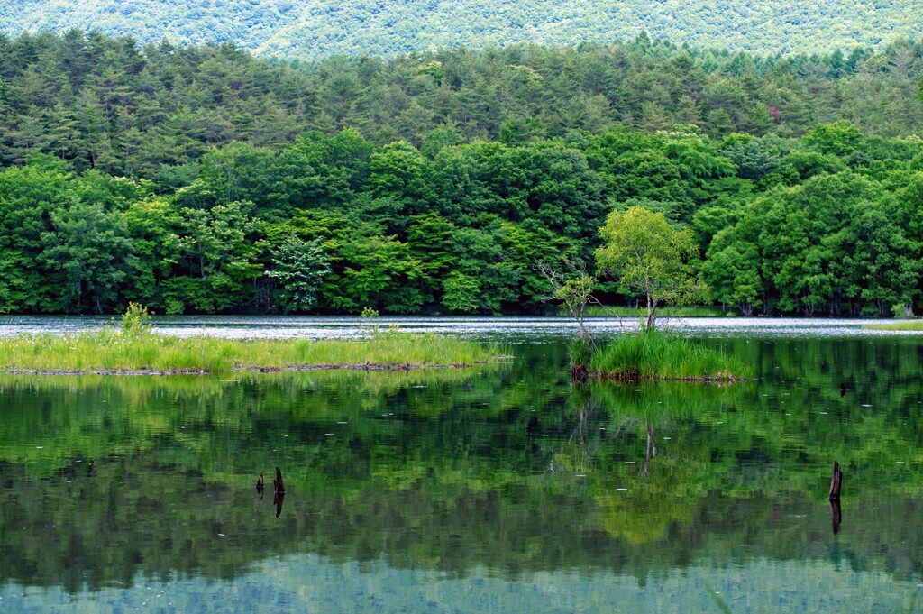 積層な緑