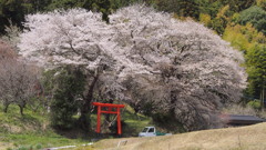 豊穣を祈る