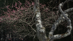 花の宣言