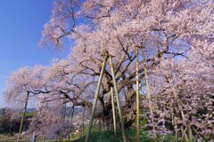 桜を愛でる