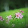梅雨の華
