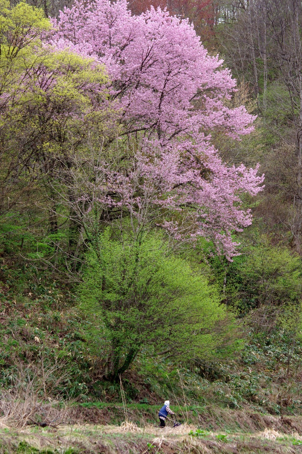 花の守り人