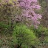 花の守り人