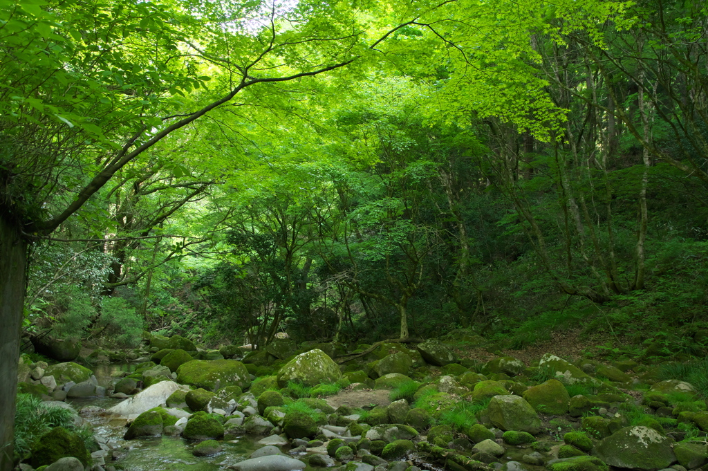 山蘇る