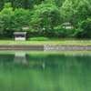緑の癒し
