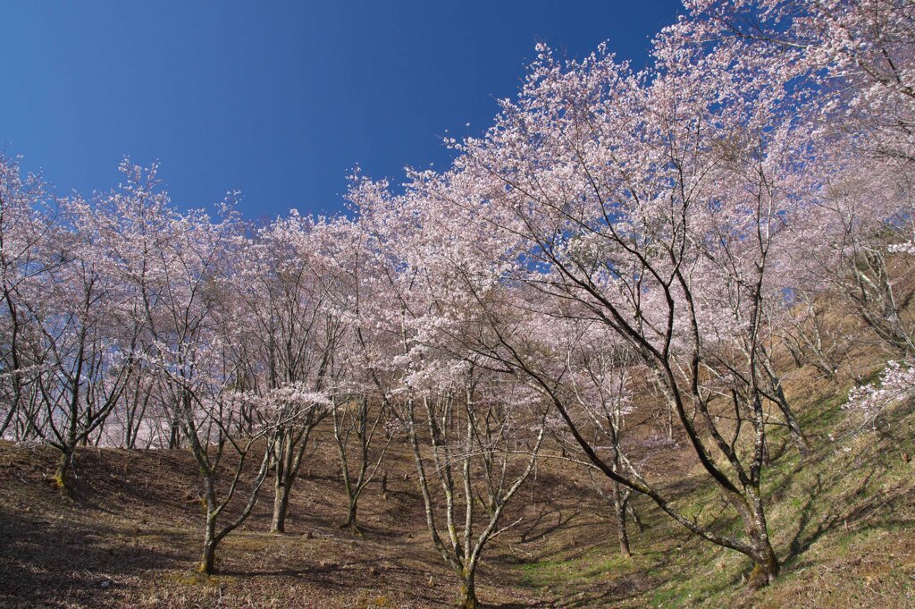 花の盛り