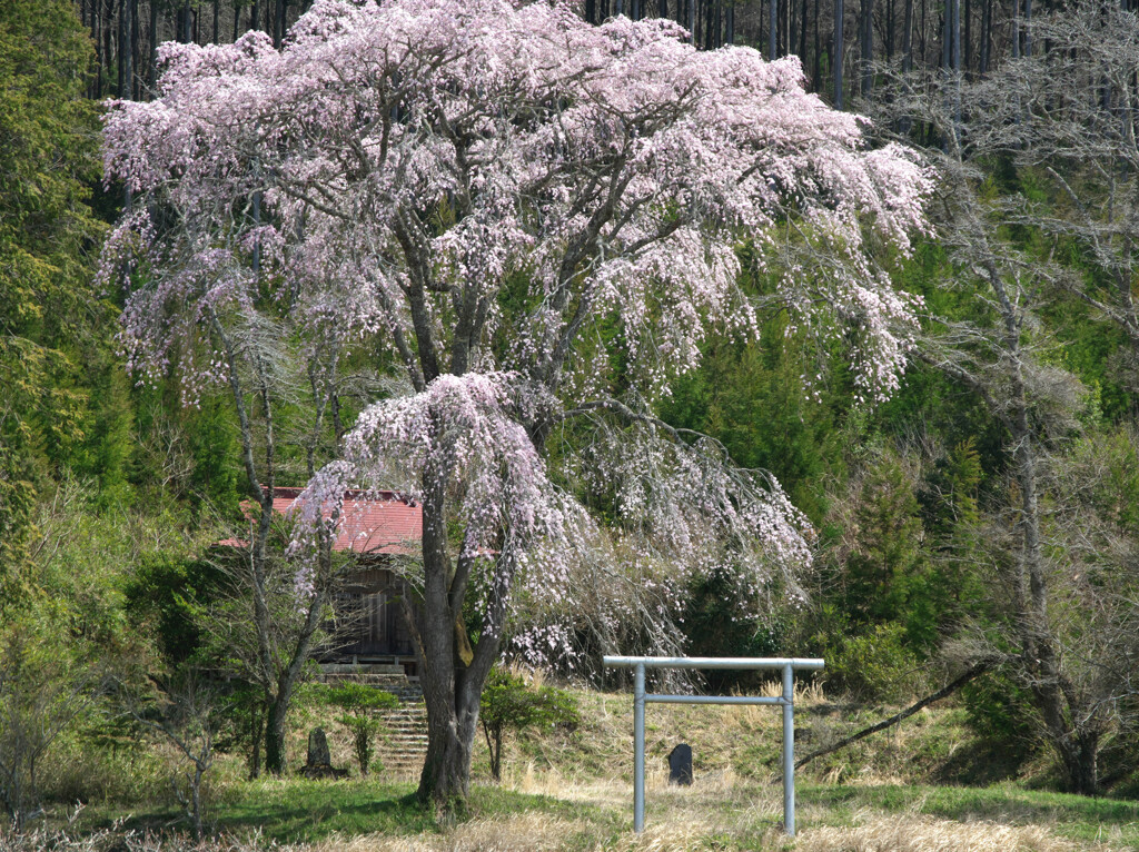 春のよまいごと