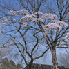 花のたより