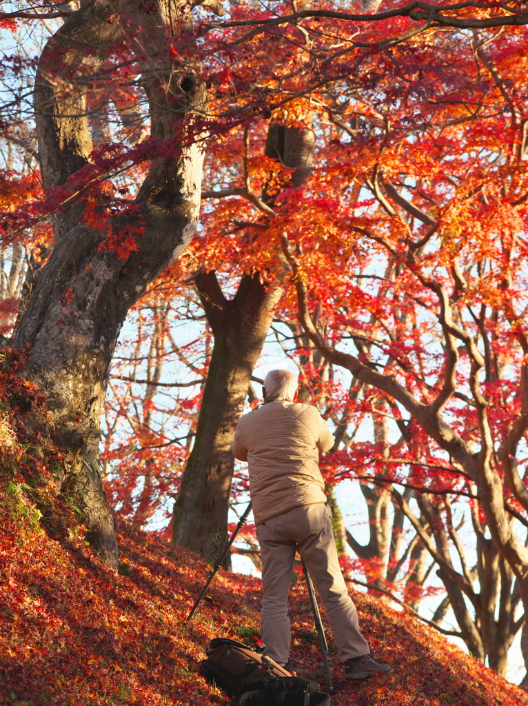 紅に遊ぶ