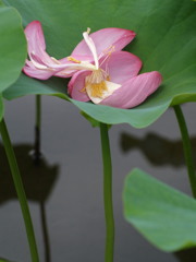 花の名残り