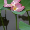 花の名残り